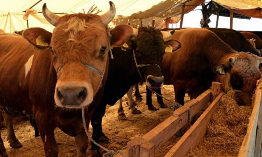 Milas'ta kurbanlık satışları başladı
